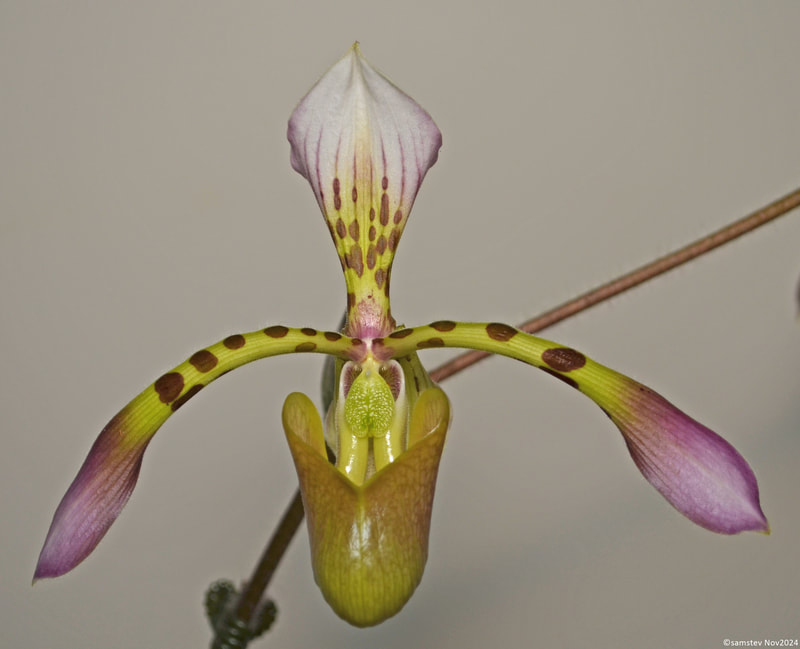 Single pale green flower with green and pink petals with spots and stripes on the upper petal, slipper orchid, Paphiopedilum haynaldianum