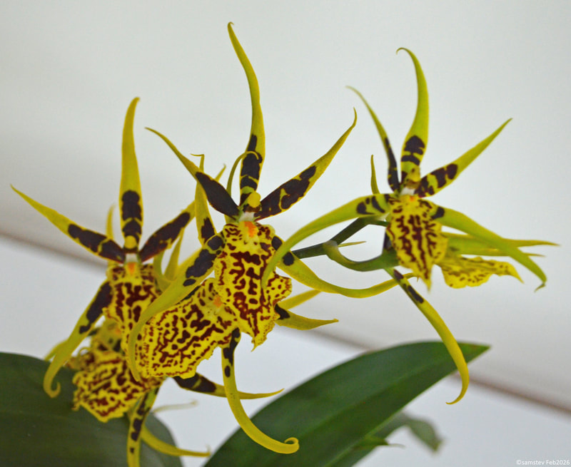 Several large yellow flowers with brown marks and spots, orchid, Brascidostele Gilded Tower 'Mystic Maze'
