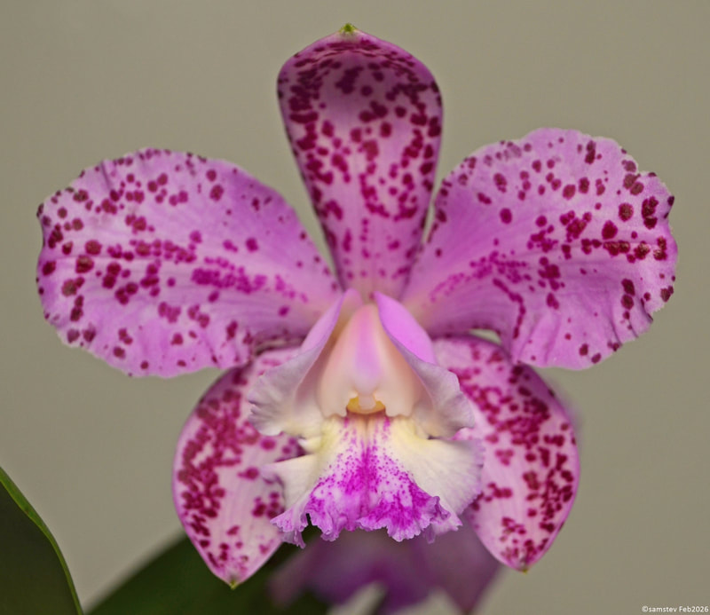 Single bright pink flower with darker pink spots, orchid, Cattleya Pinata Surprise