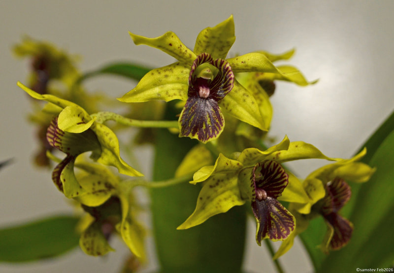 Several yellow flowers with brown centres and brown spots, orchid, Dendrobium Andree Millar