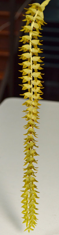Lots of tiny yellow flowers with brown petals hanging upside down, orchid, Dendrochilum macranthum