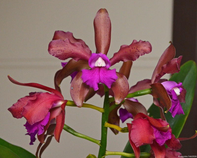 Several dark maroon flowers with pink centres, orchid, LC unknown x LC Maui Plum 'Volcano Queen'