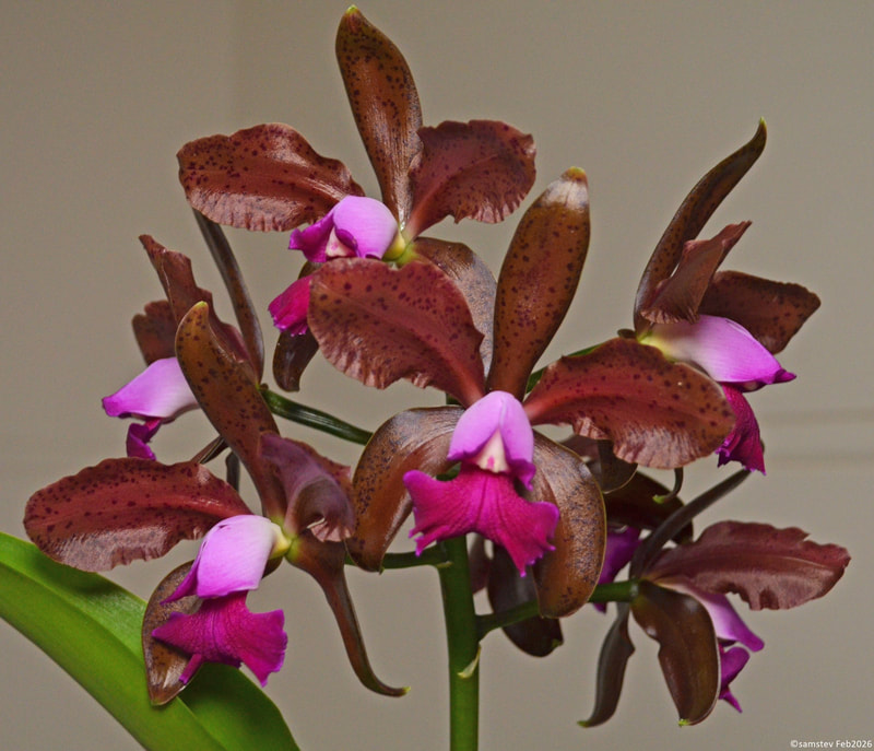 Several dark maroon flowers with pink centres, orchid, LC unknown x LC Maui Plum 'Volcano Queen'