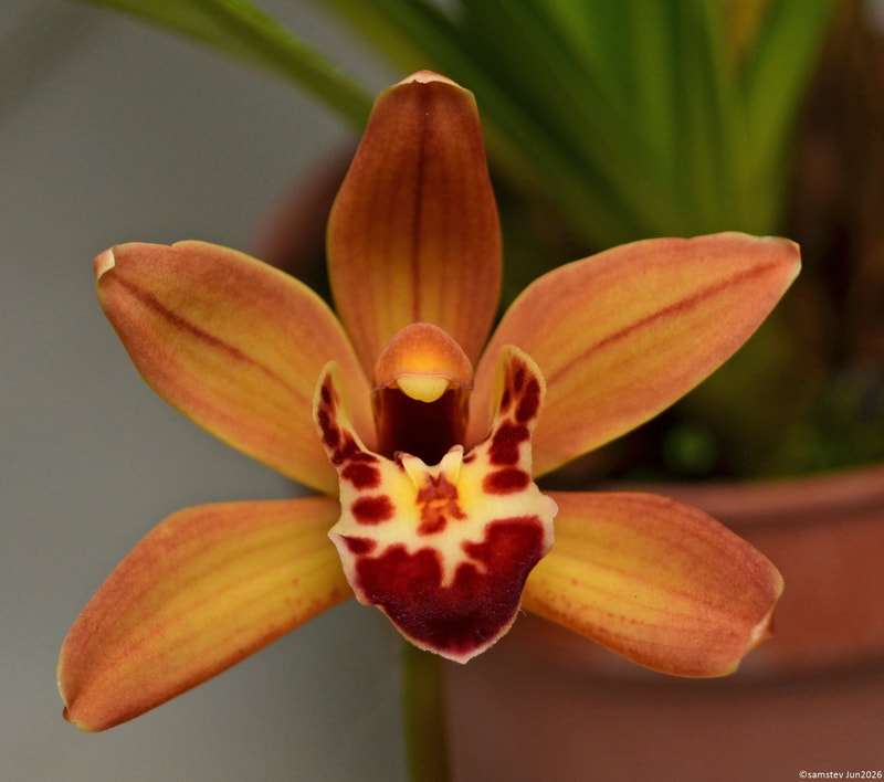 Single mid-orange flower with darker orange highlights and lip, orchid, Cymbidium pumilum x Ngaire 'Kuningai'