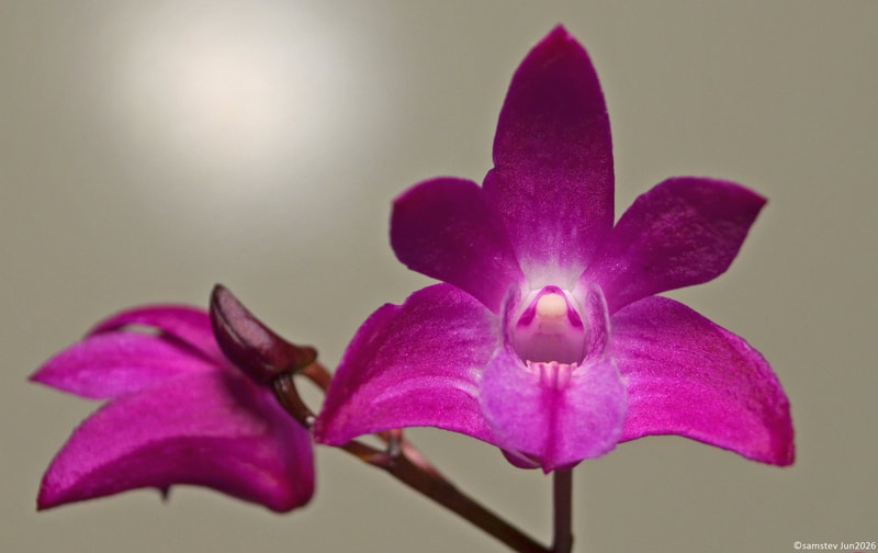 Two small dark pink flowers, orchid, Dendrobium Jonathan's Glory 'Dark Joy'