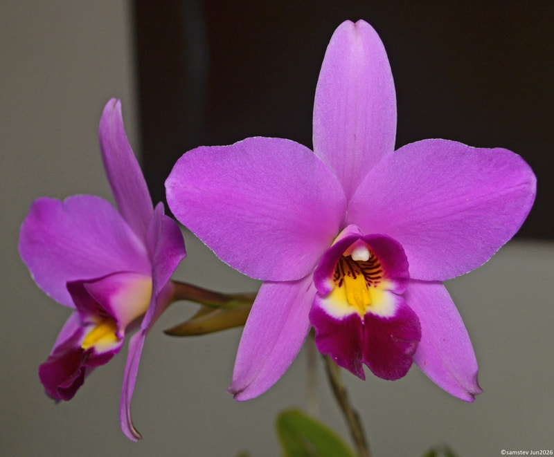Two large mid-pink flowers with dark pink lips, orchid, Laelia anceps 'Pevirce'