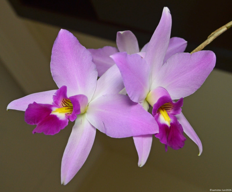 Two large pale pink flowers with dark pink lips, orchid, Laelia ancceps