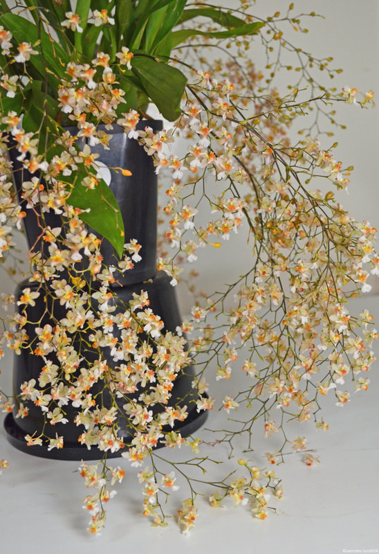 Lots of pale yellow flowers, orchid, Oncidium Twinkle