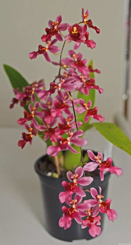 Lots of tiny pinkish-brown flowers, orchid, Oncidesa Possum Woolf 'Carolyn'