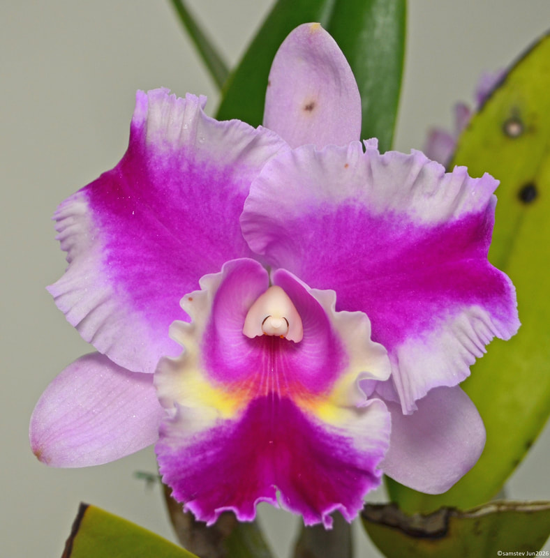 Large single pale pink flower with dark pink highlights and lip, orchid, LC Mari's Song x RLC Chih Cheng 'Erin'