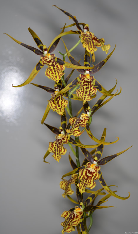 Several large dark brown flowers with yellow highlights and yellow lips with brown spots, orchid, BCD Guilded Tower 'Mystic Maze'