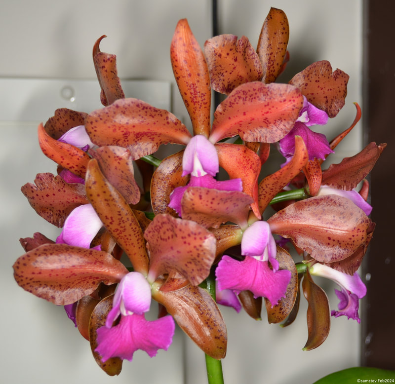 Several brownish-orange flowers with bright pink lips, orchid, Cattleya Allen Condo 'Suu' x Maui Plum 'Volcano Queen'