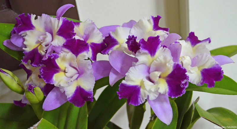 Several large mid-pink flowers with maroon and white sections, orchid, Cattleya Mari's Song