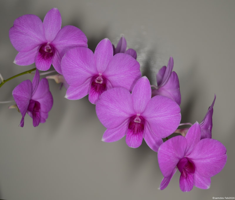Several mid-pink flowers with darker pink lips, orchid, Dendrobium biggibum var compactum