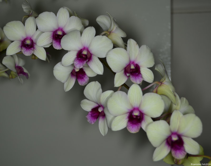 Several white flowers with dark maroon lips, orchid, Dendrobium Jade Junior 'Sawadee'