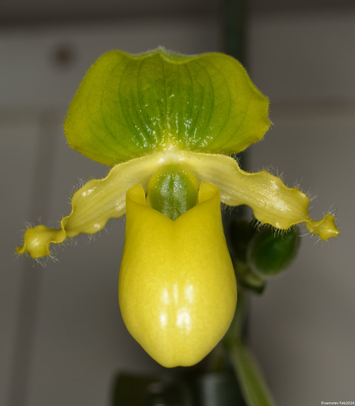 Single light yellow flower with green upper petal, slipper orchid, Paphiopedilum primulinum x sib