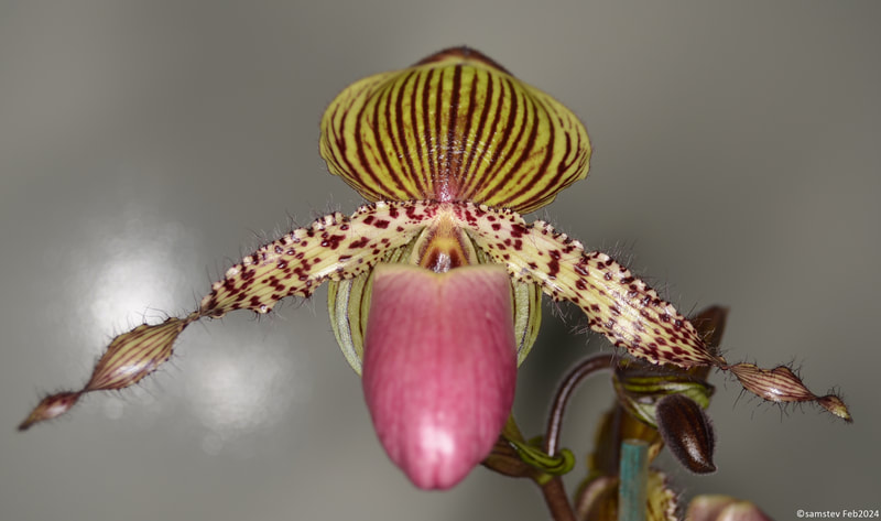Single large yellow flower with dark maroon stripes and spots and a pink lip, slipper orchid, Paphiopedilum Vanguard 
