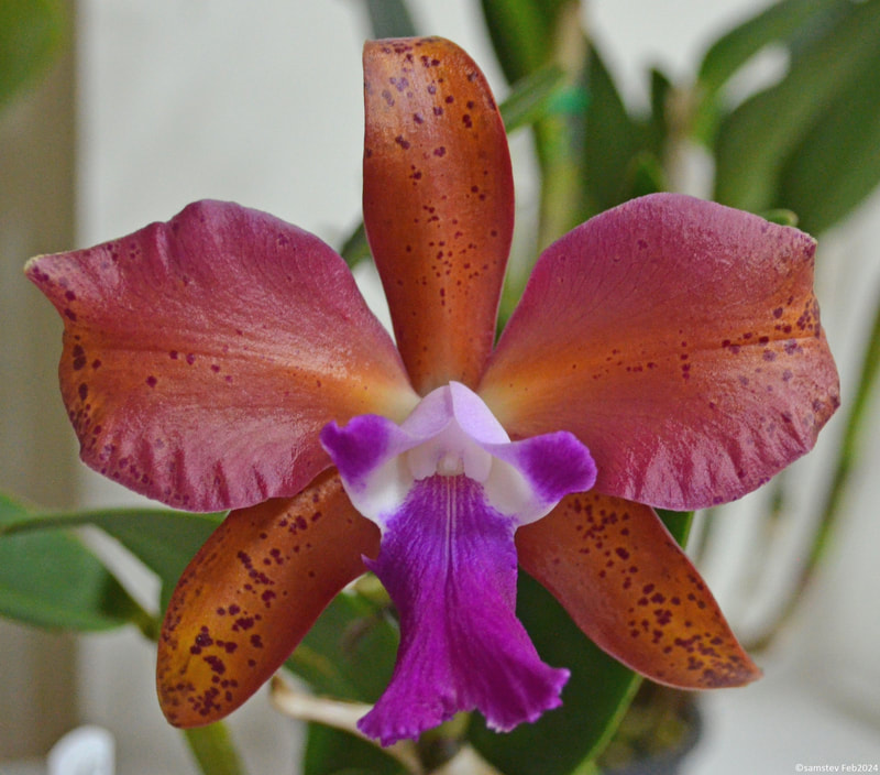 Single large brownish-orange flower with dark pink lip, orchid, RTH Topaz Saucy 'Really Pretty'