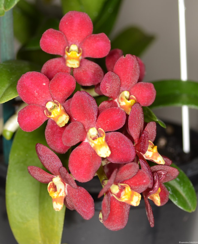 Several small red flowers with yellow lips, orchid, Sarcochilus Bonanza 'Lacnd11'