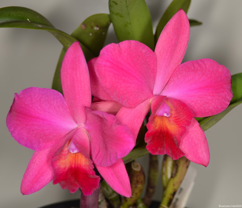 Two bright pink flowers, orchid, SLC Sierra Doll