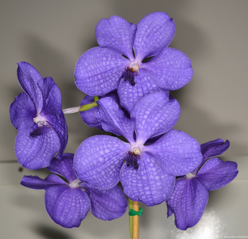 Several large mid-purple flowers, orchid, Vanda Lena Kamolphan x coerulea