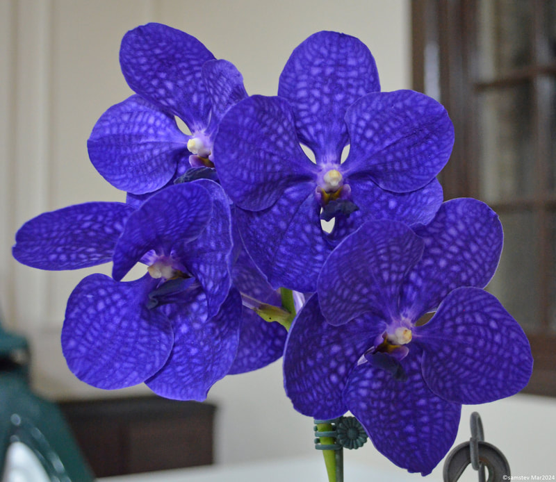 A handful of mid-purple flowers, orchid, Vanda Onomea x Karen Ono