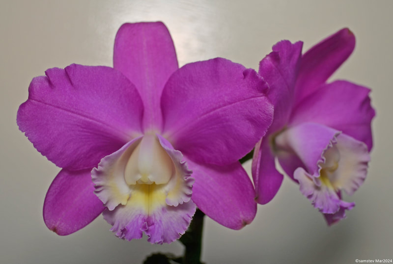 Two mid-pink flowers with white lips, orchid, Cattleya harrisoniana 'Streeter's Choice'