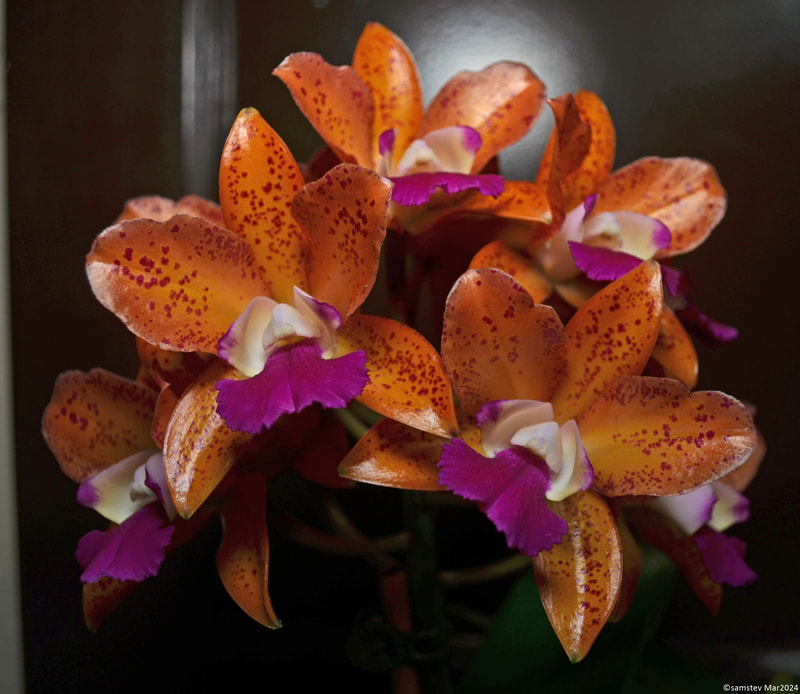 Cluster of 6-7 orange flowers with dark pink spots and dark pink lips, orchid, Cattlianthe Deception Drop 'Me'