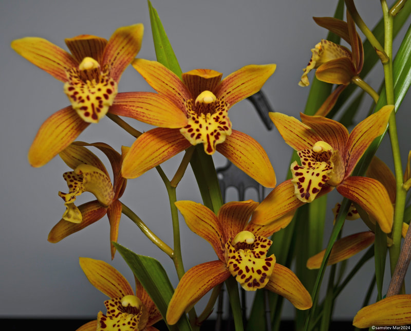 A handful of mid-yellow flowers with orangey-brown strips and brown spotted lips, orchid, Cymbidium unknown