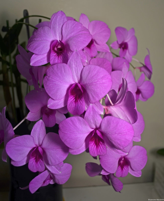 Several mid-pink flowers. orchid, Dendrobium bigibbum x Top Hat 'Sedgefield' 