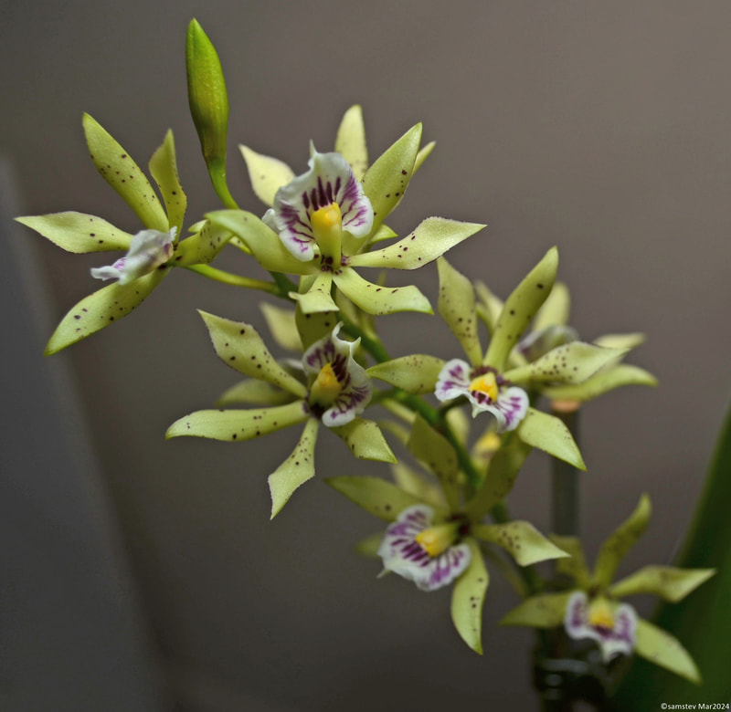 Several pale green flowers with brown spots, and white lips with pink spots, orchid, Encyclia rufa x Epidendrum radiatum