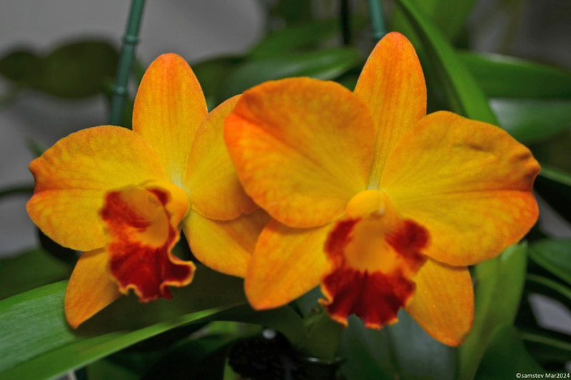 Two bright yellow flowers with dusky orange edges and red lips, orchid, SLC Mango Spice 'Stone'