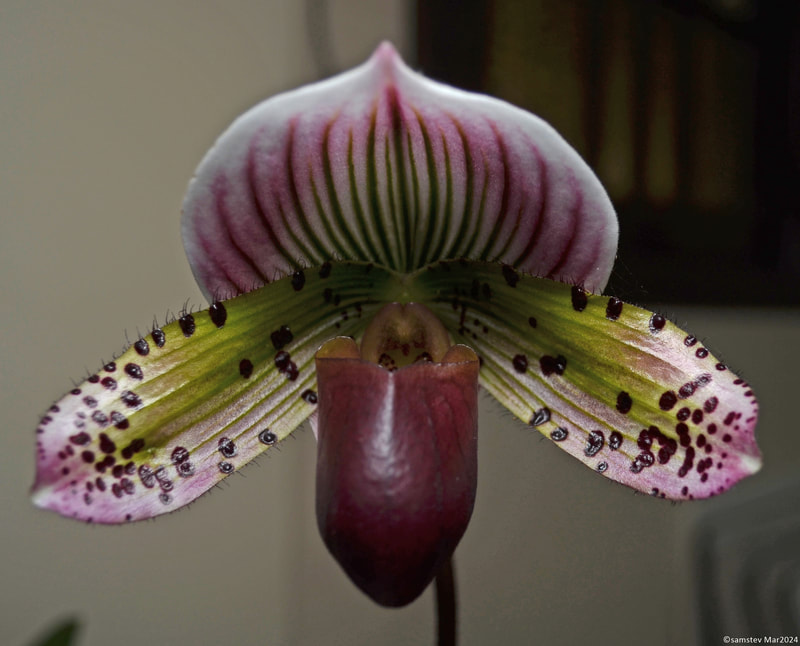 Single white flower with dark pink stripes and green flush, slipper orchid, Paphiopedilim Doya Youbeautiful