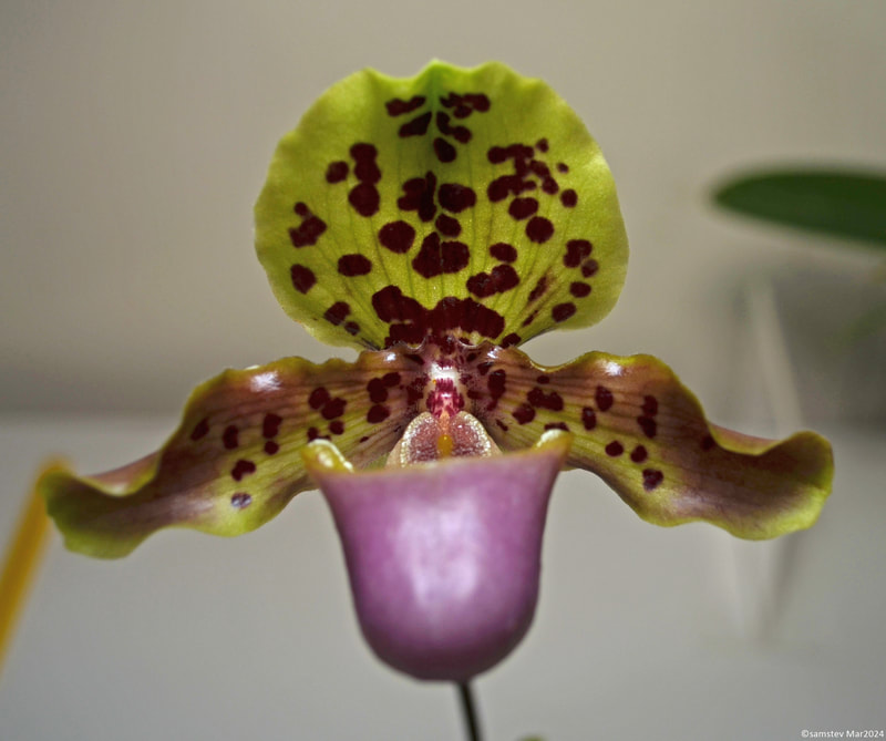 Single pale green flower with dark brown spots and maroon flush, slipper orchid, Paphiopedilum henryanum