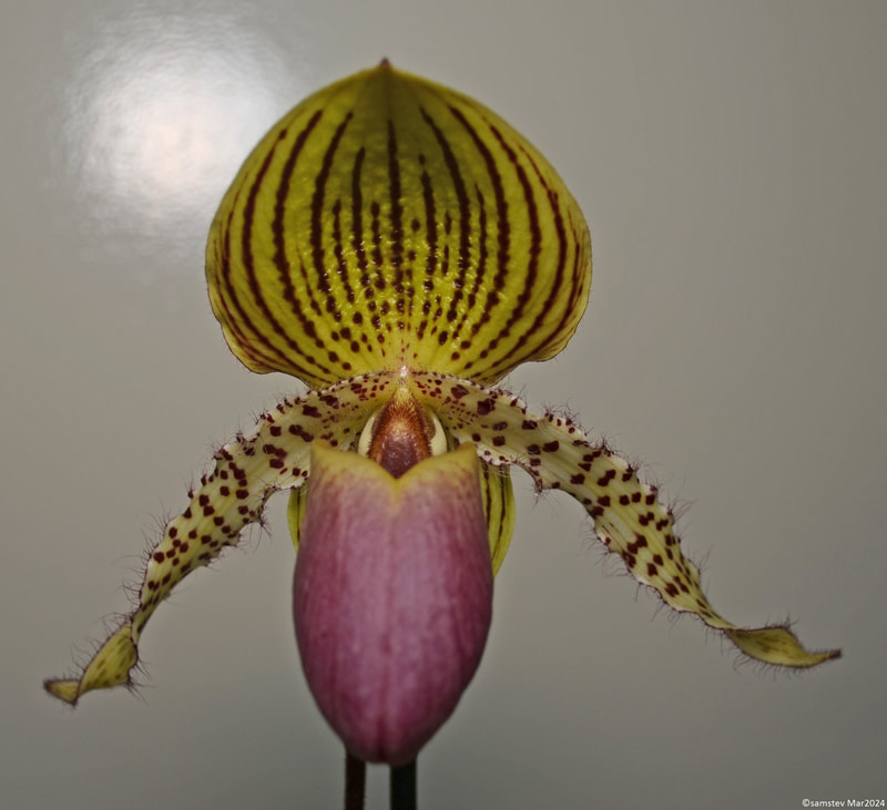 Single yellowish-green flower with dark brown stripes and pink flush, slipper orchid, Paphiopedilum Travsvaal 'No 3'