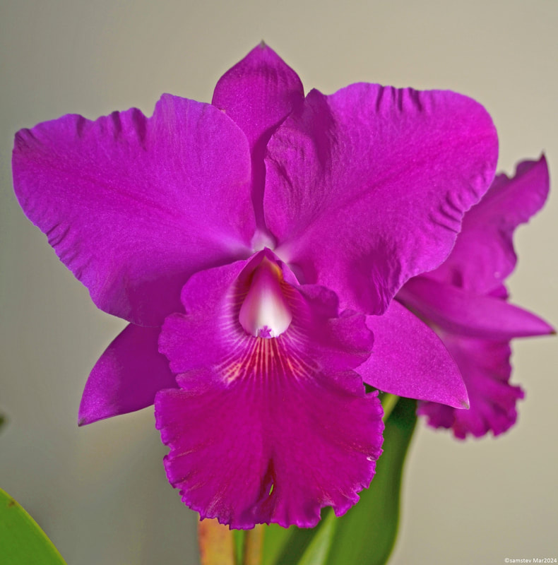 Two large deep pink flowers, orchid, RLC Arthur Bossin 'Rapture'