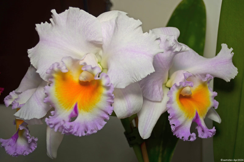 Three large ruffled white flowers with orange centres and pink edges on the lips, orchid, BLC California Girl 'Orchidibrary'