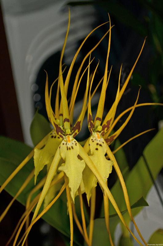 Several large spidery yellow flowers with dark brown spots around their centres, orchid. Brassia Brown's Sunrise 'Mark' 