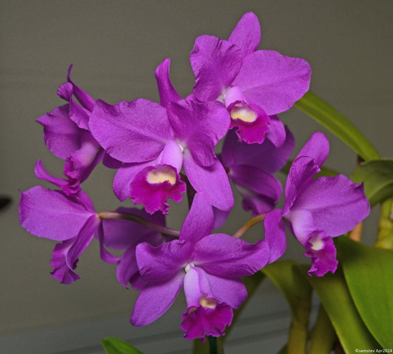 A cluster of 7-8 mid-pink flowers with slightly darker pink lips, orchid, Cattlianthe Porcia