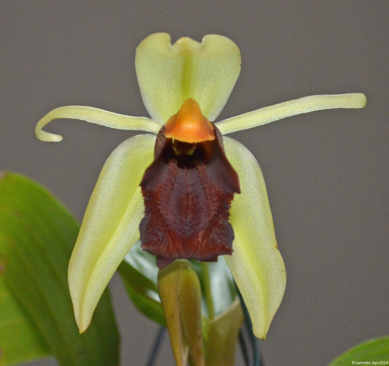 Single large pale yellow flower with dark brown lip, orchid, Coelogyne Lyme Bay