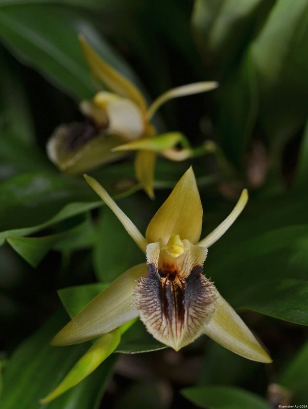 Two pale yellow flowers with dark brown stripey lips, orchid, Coelogyne ovalis