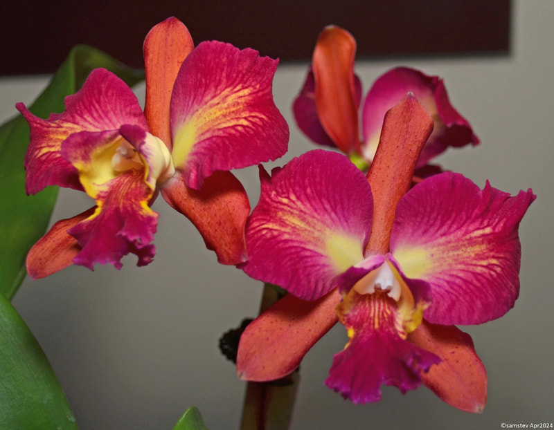 Three red flowers with pale yellow flush from the centre and orange sepals, orchid, Cattleya Deception Flared Fantasy 'No1'