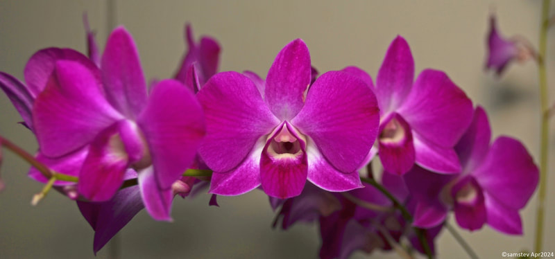 Several mid-pink flowers with slightly darker lips, orchid, Dendrobium Emma White