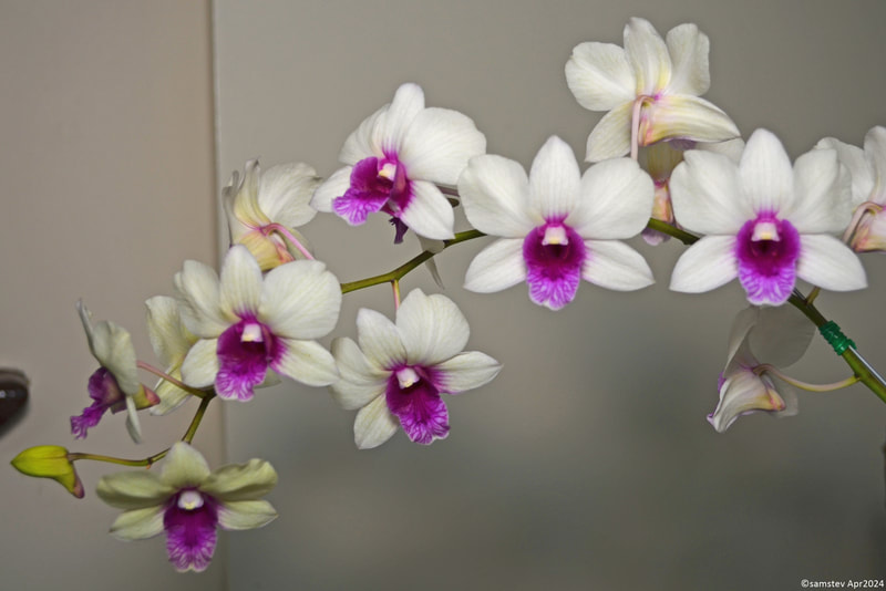 Several white flowers with dark pink lips, orchid, Dendrobium Snow Boy