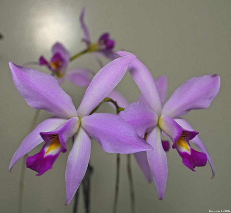 Two large pale pink flowers with dark pink lips, orchid, Laelia anceps
