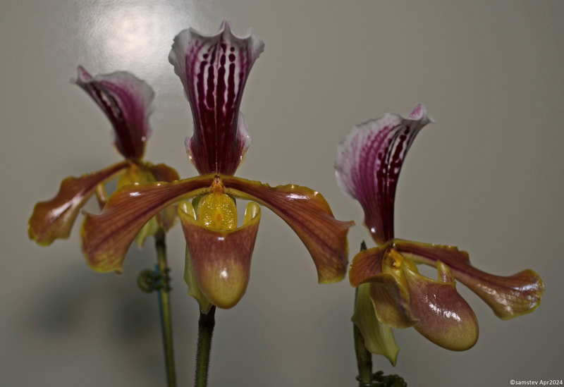 Three large mid-yellow flowers with a white and maroon striped dorsal petal, and mid-brown flush through the sepals and lip, slipper orchid, Paphiopedilum gratrixianum