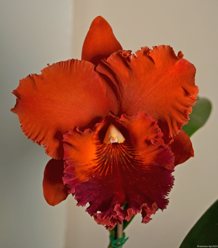 Single ruffled large burnt orange flower with darker orange lip, orchid, RLC Nakornchaisri Red