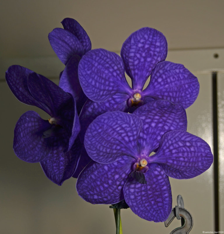 A handful of large dark purple flowers, orchid, Vanda Onomea x Karen Ono