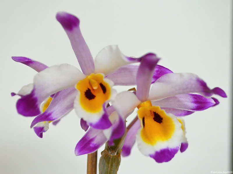 Two white flowers with dark pink petal ends and yellow throats, orchid, Dendrobium wardianum x purdulum 'Dark Eyes'