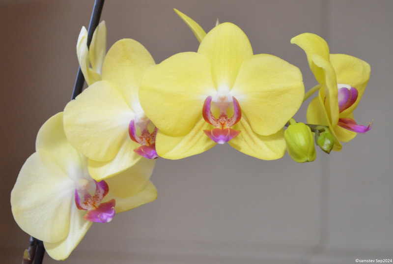 Small group of light yellow flowers with dark pink lips, orchid, Phalaenopsis unknown